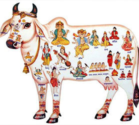 Kaamdehenu la déesse de la vache Annapurna