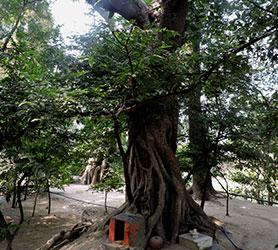 Madan Ter l'arbre sacré de la cuve