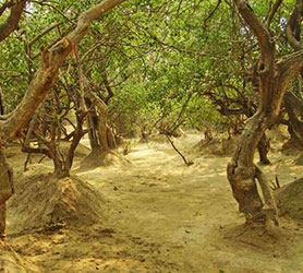 Bedeutung von Tulsi Vrindavan