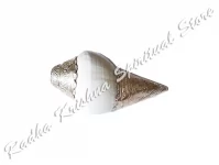 Reines Silber Gravierte Blowing Echt Muschel Schale